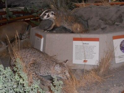 Animal display in Bear Valley Visitors Center at Point Reyes National Seashore