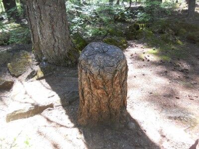 living tree stump at Rogue River Gorge