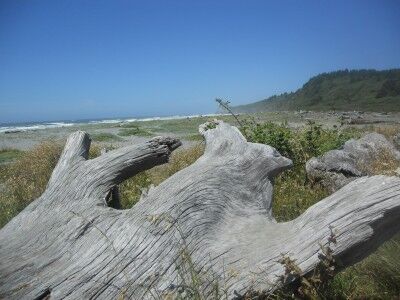 Large driftwood log at Humboldt Lagoons State Park in California