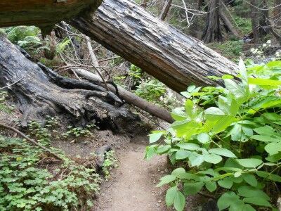 fallen tree across Falls Trail at Limekiln State Park