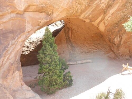 Navajo Arch pine