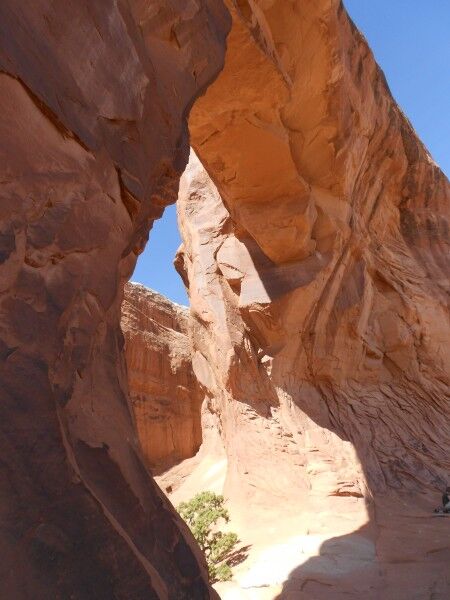 pine tree arch back