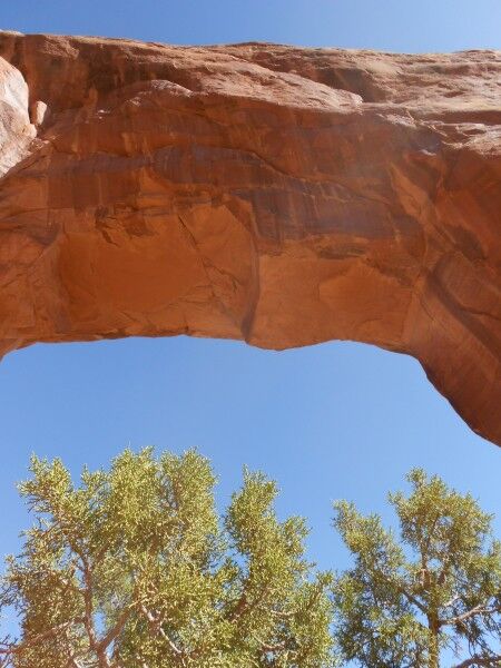 pine tree arch devils garden Arches National Park