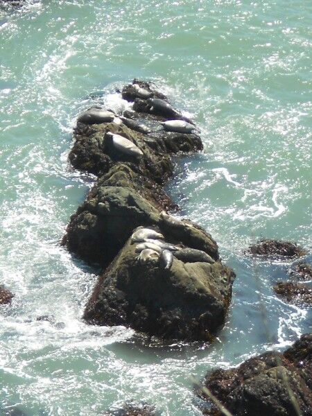 point bonita lighthouse trail harbour seals