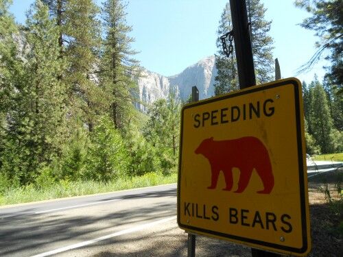 speeding kills bears sign