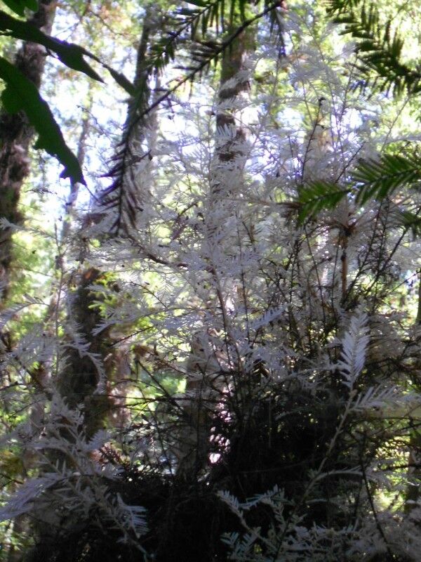 albino redwood tree