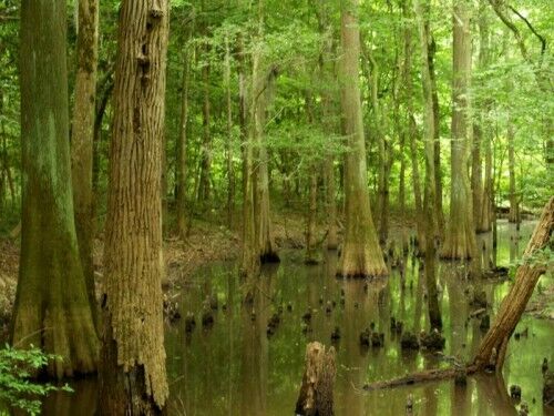 Congaree national park