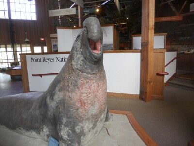 Elephant seal in Bear Valley Visitors Center at Point Reyes National Seashore