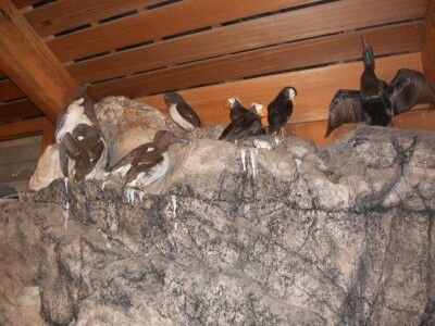 Sea bird display in Bear Valley visitors center at Point Reyes National Seashore