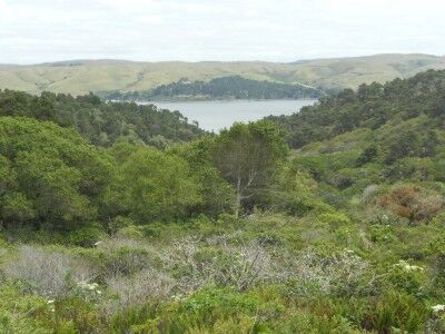 View from road going into Tomales Bay California state park
