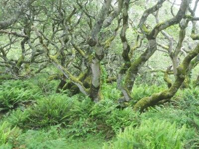 Trees and undergrowth Tomales Bay California State Park