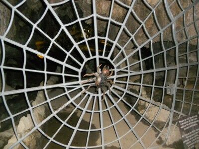 The 19 lb spider in the spiderweb gate at the entrance of Crystal Cave