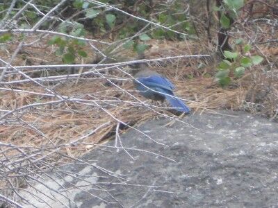 Blue jay seen on the Vikingsholm trail to Emerald Bay