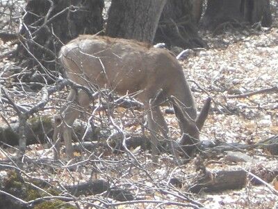 mule deer at Yosemite National Park