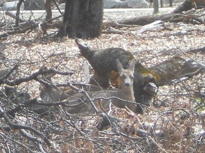 Yosemite wildlife: mule deer