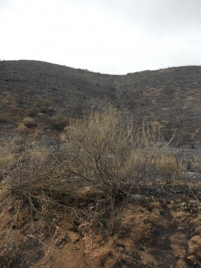 Fire near Pinnacles National Mounument