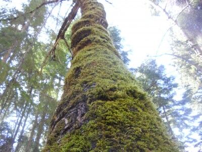 Moss covered tree at Oregon Caves National Monument 