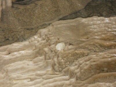 Cave pearl at Fairy Pool in Crystal Cave Sequoia National Park