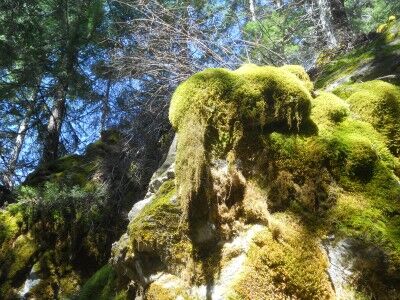 Moss covered rocks at Oregon Caves National Monument