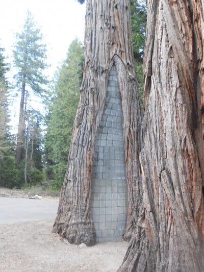 tree at Emerald Bay state park filled with cinder blocks