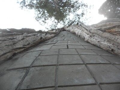 Cinder block tree at Emerald Bay CA