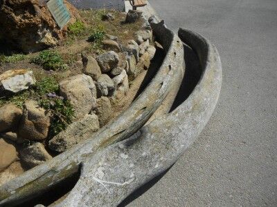 Whale bones at Point Reyes Lighthouse