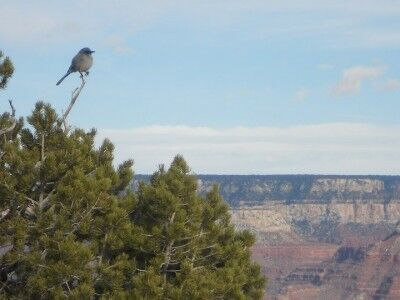Bird perched on pine looking over the Grand Canyon