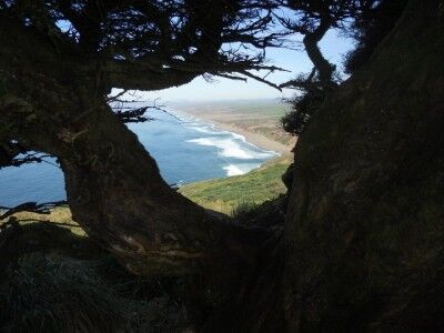 View of Point Reyes Beach through tree