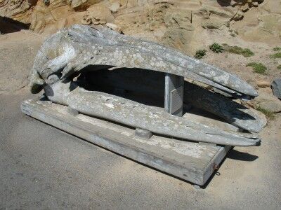 Gray Whale Skull Point Reyes Lighthouse National Seashore