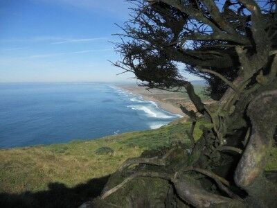 Point Reyes lighthouse wind swept tree