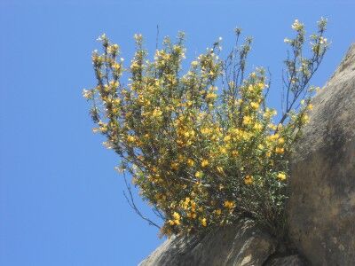 Flowering plant growing out of Wind Caves at Mt. Diablo state park