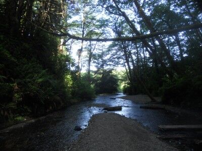 Looking out the Fern Canyon entrance at Redwood National Park