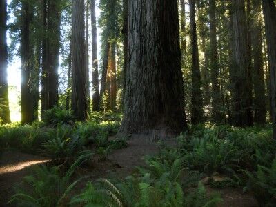 Stout Grove redwood trees at Redwood National Park