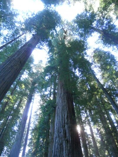 a look up at 300 foot redwood trees at Redwood National Park