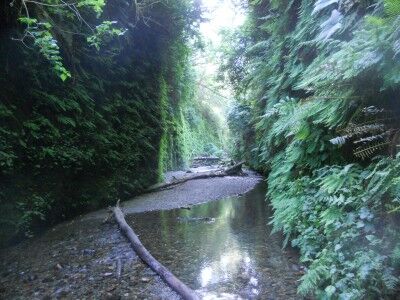 Fern Canyon walls covered in ferns at Redwood National Park