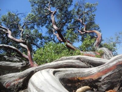 Manzanita tree at Mount Diablo state park in California