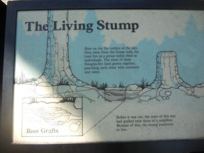 Explanation of how the living tree stump is able to survive