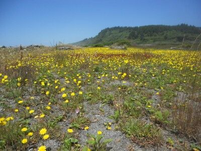 flowers  bloom at Dry Lagoon in Humboldt Lagoons State Park California