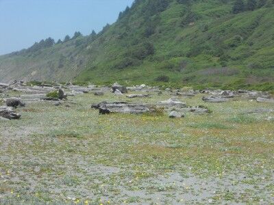 Large logs scattered about at Dry Lagoon in Humboldt Lagoons State Park California