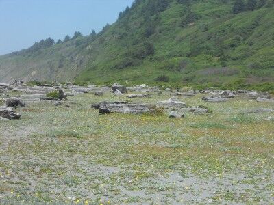 logs at Dry Lagoon Large logs scattered about at Dry Lagoon in Humboldt Lagoons State Park California