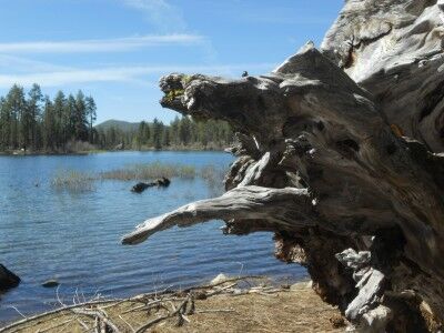 A tree trunk on the shore of Manzanita Lake at Lassen Volcanic National Park