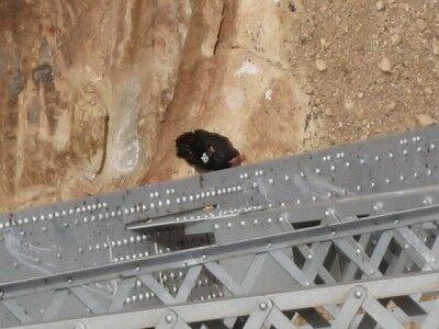 California condor in Marble Canyon