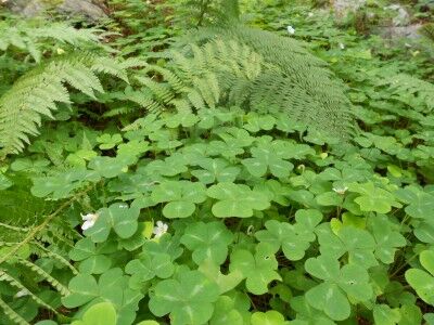 giant clovers at Limekiln State Park California