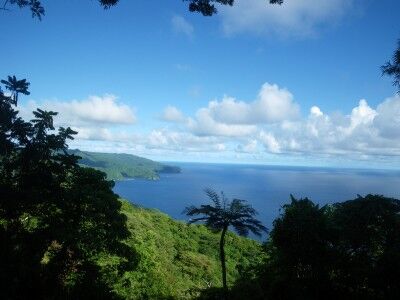 Palm tree at American Samoa National Park