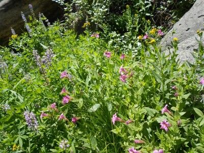 wildflowers at Plaikni Falls in Crater Lake National Park