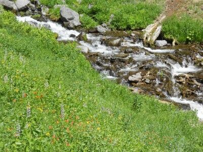 wildflowers along Sand Creek below Plaikni Falls