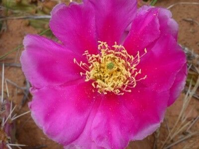 Prickly Pear Blossom at Colorado national Monument