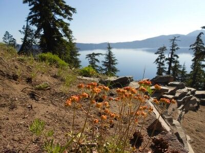 Discovery Point wildflowers at Crater Lake National Park