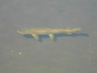 fish can be seen from the banks of Sprague Lake at Rocky Mountain National Park