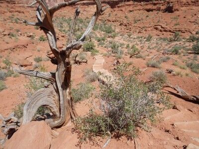 Park Avenue trail steps leading to bottom of canyon Arches National Park